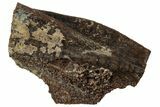 Fossil Hadrosaur (Edmontosaurus) Partial Tooth - Wyoming #323961-1